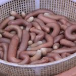 Giá sá sùng bao nhiêu tiền 1kg? Mua ở đâu Chất lượng Tốt nhất?